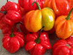 Graines de Capsicum chinense, Graines de Piment Jamaican Red