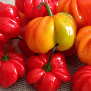 Graines de Capsicum chinense, Graines de Piment Jamaican Red