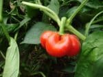 Graines de Capsicum chinense, Graines de Piment Jamaican Red