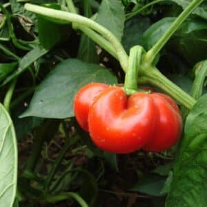 Graines de Capsicum chinense, Graines de Piment Jamaican Red