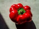 Graines de Capsicum chinense, Graines de Piment Jamaican Red
