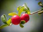 Fruits d'Acérolier, cerises des Barbades, Graines de Malpighia glabra, Graines d'Acérola