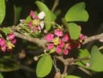 Fleurs de Malpighia glabra, Floraison acérolier, Graines de Malpighia glabra, Graines d'Acérola
