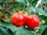 Acérola, fruits d'acérolier, graines de Malpighia glabra, graines d'Acérola