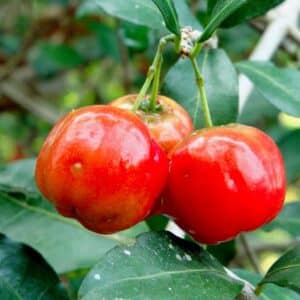 Acérola, fruits d'acérolier, graines de Malpighia glabra, graines d'Acérola