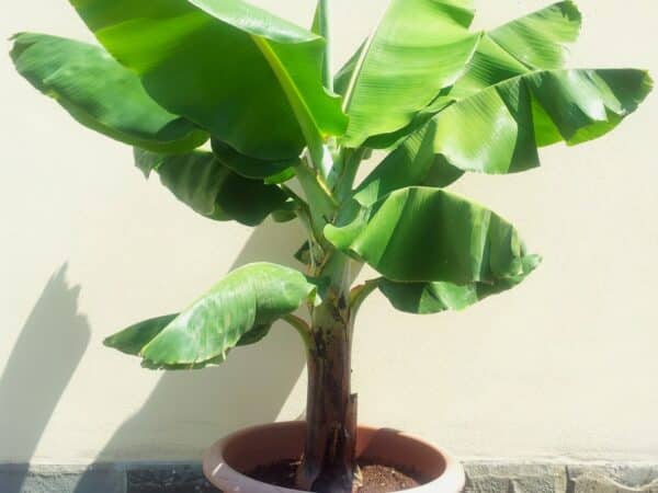 Musa acuminata ‘Super Dwarf Cavendish’, Plant de Bananier nain