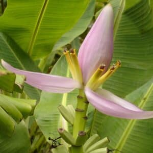 Musa acuminata ‘Super Dwarf Cavendish’, Bananier nain