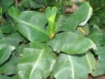 Musa acuminata ‘Super Dwarf Cavendish’, Plant de Bananier nain