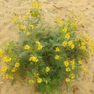 Graines de Senna alexandrina, Graines de Séné de la Palthe