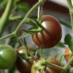 Graines de Solanum lycopersicum, graines de Tomate 'Black cherry Russian', Tomate cerise russe