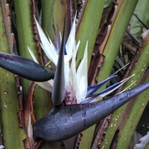 Plant de Strelitzia nicolai, Plant d'Oiseau du paradis géant blanc