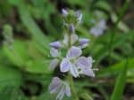 Graines de Veronica officinalis, Graines de Véronique officinale