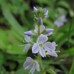 Graines de Veronica officinalis, Graines de Véronique officinale