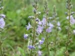 Graines de Veronica officinalis, Graines de Véronique officinale