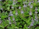 Graines de Veronica officinalis, Graines de Véronique officinale