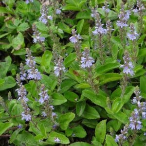 Graines de Veronica officinalis, Graines de Véronique officinale