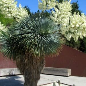 Graines de Yucca rostrata, graines de Yucca à bec
