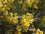 Graines d'Acacia retinodes, Graines de Mimosa des quatre saisons, Semences de Mimosa des 4 saisons