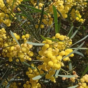 Graines d'Acacia retinodes, Graines de Mimosa des quatre saisons, Semences de Mimosa des 4 saisons