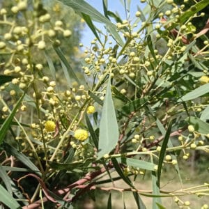 Graines d'Acacia retinodes, Graines de Mimosa des quatre saisons, Semences de Mimosa des 4 saisons