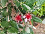 Graines d'Acca sellowiana, Plants d'Acca sellowiana, Graines de Feijoa, Plants de Goyavier du Brésil