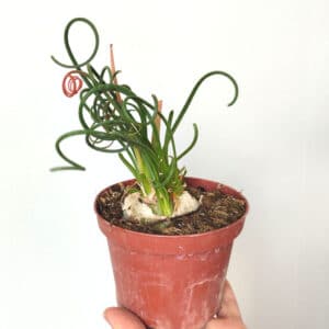 Plant Albuca spiralis, plant Albuca spiralée