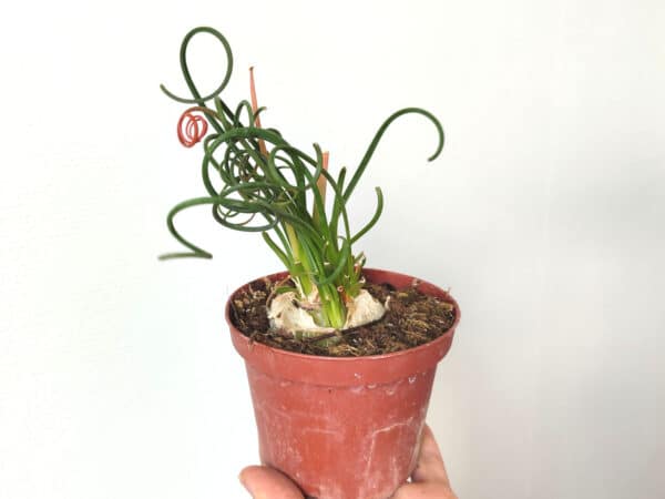 Plant Albuca spiralis, plant Albuca spiralée