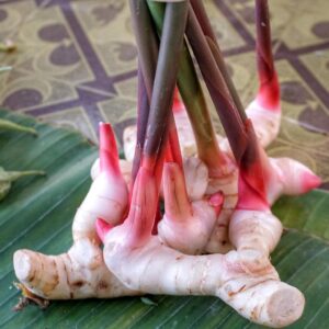 Rhizome de galanga, galanga à épice, rhizome alpinia galanga, rhizome frais galanga