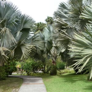 Graines de Bismarckia nobilis, Graines de Palmier de Bismarck