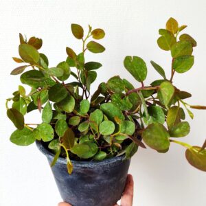 Plant de câprier, plant capparis spinosa, achat plant de caprier