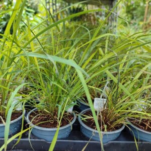 Plants Cymbopogon citratus, Plants de citronnelle, Plant Lemongrass