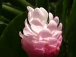 Graines d'Etlingera elatior, graines de Rose de porcelaine