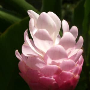 Graines d'Etlingera elatior, graines de Rose de porcelaine