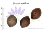 Graines de Gevuina avellana, Graines d'Avellano