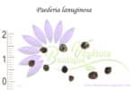 Graines de Paederia lanuginosa, Graines de Plante fromage