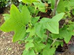 Graines de Liriodendron tulipifera, graines de Tulipier de Virginie