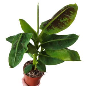 plant bananier nain, plant musa cavendish, plant musa acuminata dwarf cavendish, plant bananier comestible