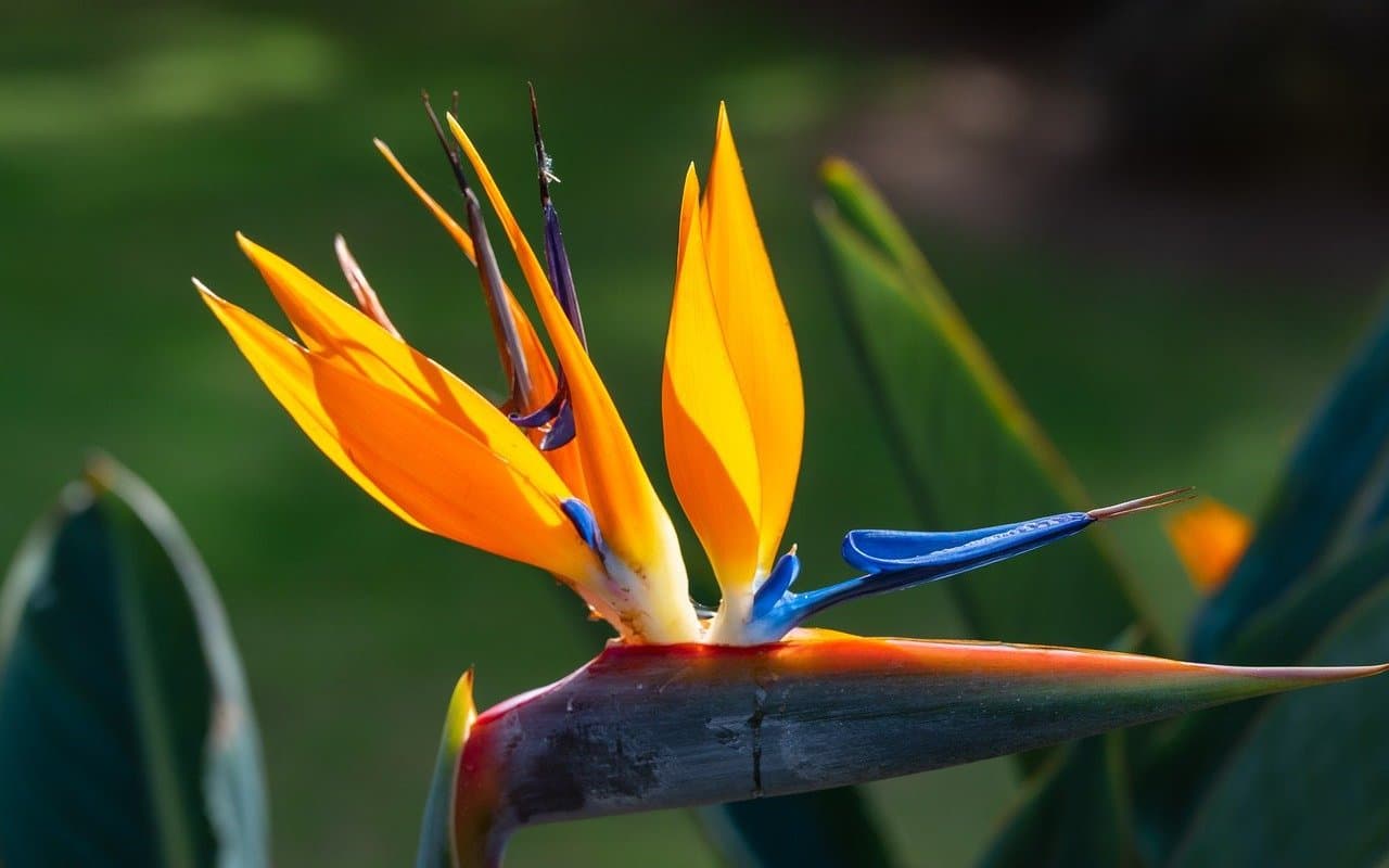 Strelitzia reginae, Oiseau de Paradis