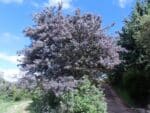 Graines d'Acacia baileyana var. pupurea, Graines de Mimosa de Bailey pourpre