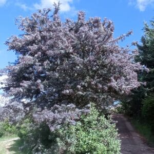Graines d'Acacia baileyana var. pupurea, Graines de Mimosa de Bailey pourpre