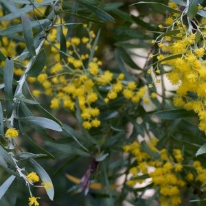 Graines d'Acacia covenyi, graines de Mimosa bleuté