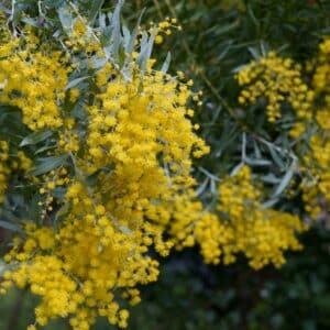 Graines d'Acacia covenyi, graines de Mimosa bleuté