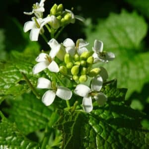 Graines d'Alliaria petiolata, graines d'Alliaire officinale