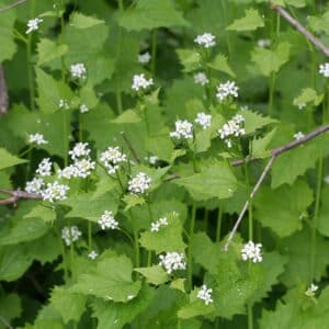 Graines d'Alliaria petiolata, graines d'Alliaire officinale