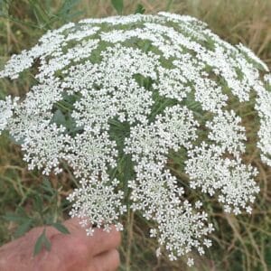 Graines d'Ammi majus, graines d'Ammi élevé