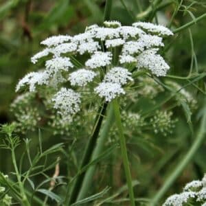 Graines d'Ammi majus, graines d'Ammi élevé