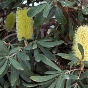 Graines de Banksia integrifolia, Graines de Banksia côtier