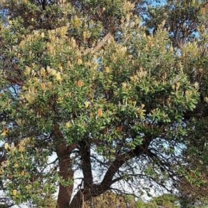 Graines de Banksia integrifolia, Graines de Banksia côtier