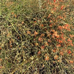 Graines de Capparis decidua, graines de Karira