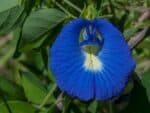 Fleur de pois bleu